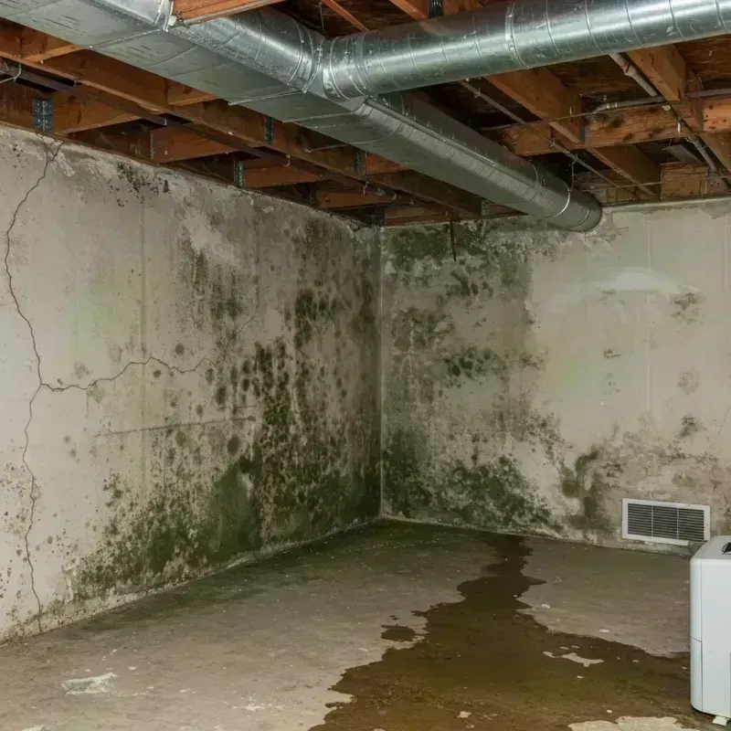 Professional Mold Removal in Fraser, CO